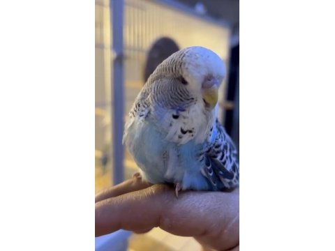 Show jumbo erkek muhabbet kuşu bebek yavru