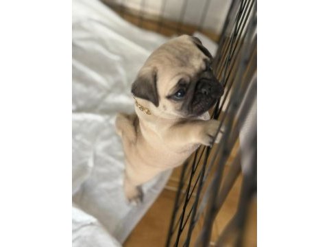 Pug mops bebekler