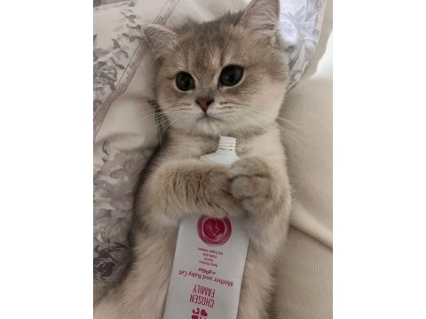 4.5 aylık dişi chinchilla