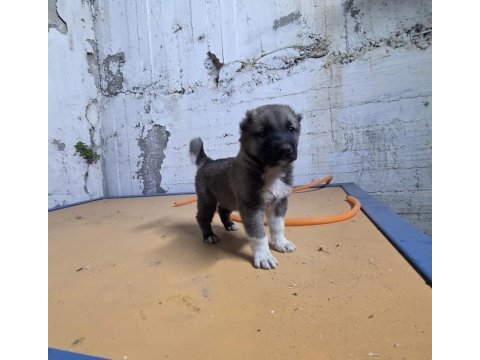 Gerçek kurtçul kangal yavrusu