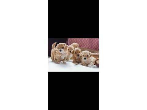 Mini mini maltipoo yavrularımız