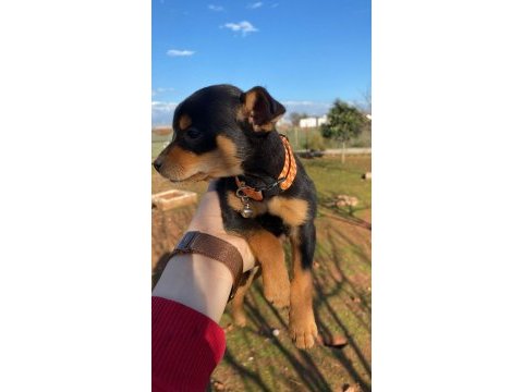 5 aylık pinscher erkek