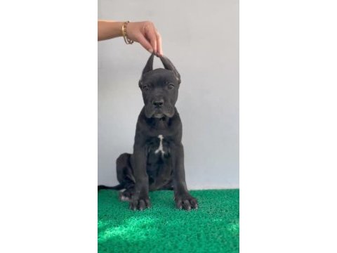 Bahçenize koruma isteyenler aradınız cane corso yavrunuz