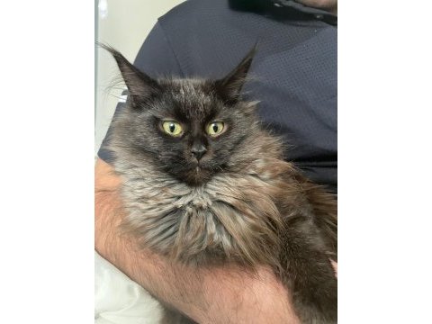 Safkan maine coon 03.03.2025