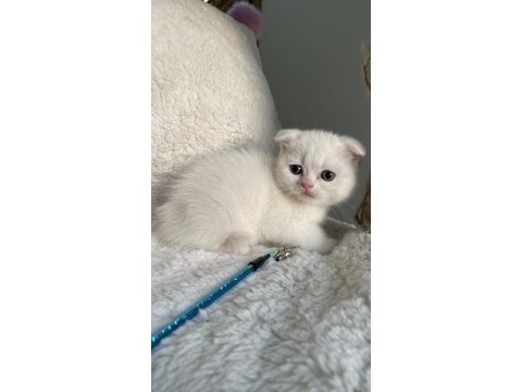 İyi huylu scottish fold