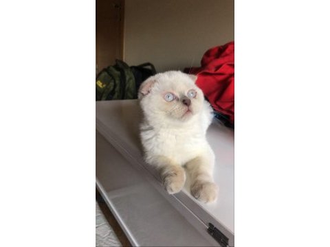 3 yaşında dişi scottish fold blue point