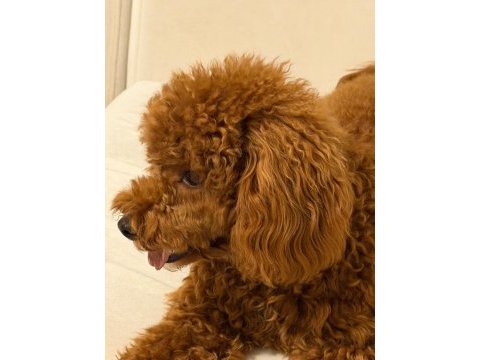 Toy poodle oğlumuz 10 aylık
