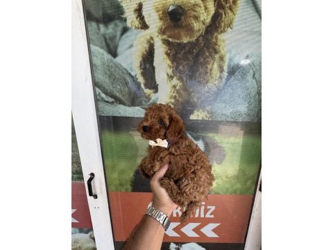 Kore dişi erkek bakımlı poodle minnoşlarımız