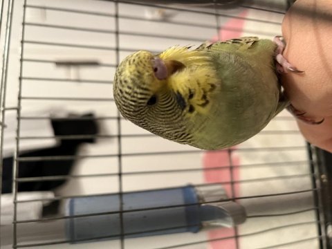 Yavru ele alışkın jumbo muhabbet kuşu