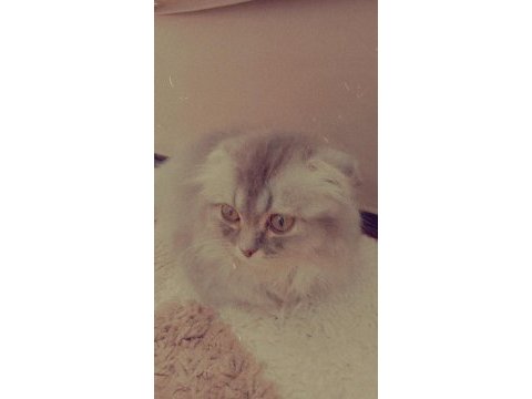 Scottish fold kedisi 3 aylık ve dişidir