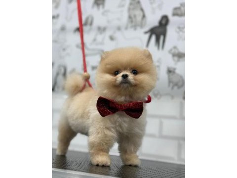 Pomeranian boo 3 aylık yavrular her renk mevcut