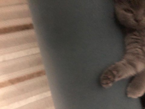 Muhteşem güzellikte teslime hazır gri british shorthair