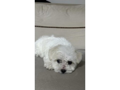 A kalite maltese terrier 3 aylık