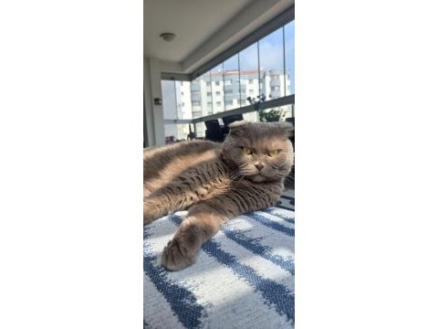 Scottish fold sahiplendirme