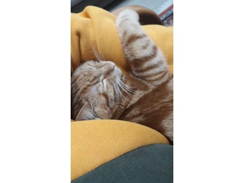 Ayaş çevresi kedi sahiplenmek isteyenler ulaşabilir