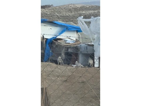 2 dişi ve 1 erkek pug