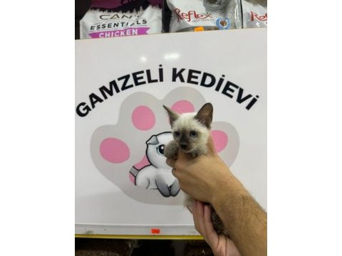 Siyam kedisi yavrularımız evinizin neşesi olacaktır
