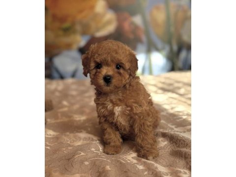 Red kızıl maltipoo yavruları