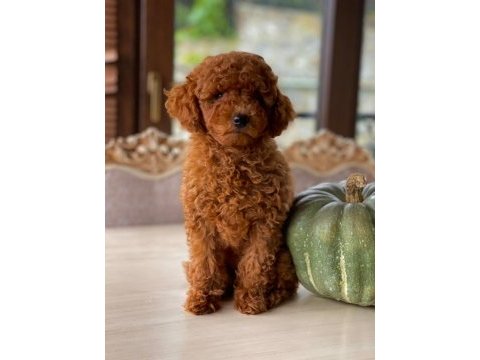 Sakarya toy poodle