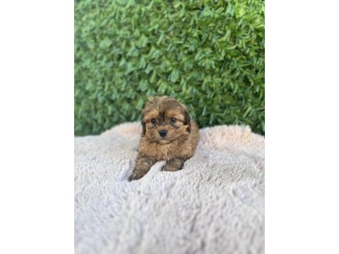 Erkek dişi mevcut maltipoo güzellikler