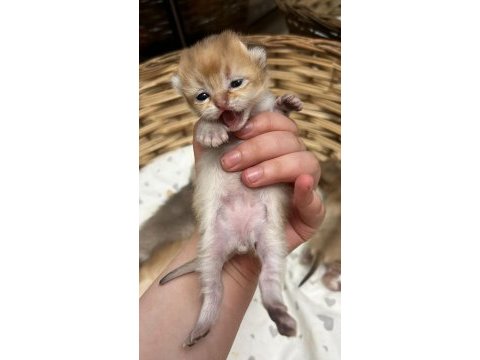British shorthair bebekler