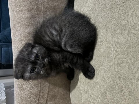 Tek doğan dişi scottish fold yavrum sahiplendirmek istiyorum