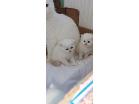British longhair shorthair yavrular