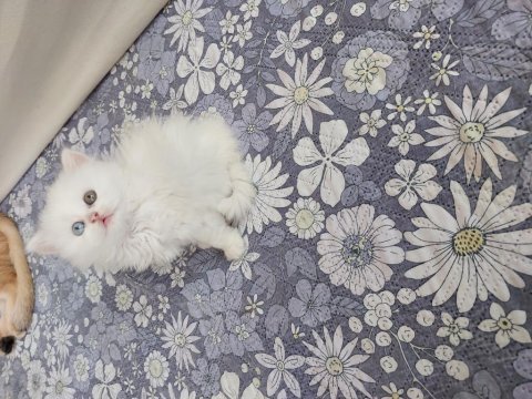 British longhair prenses hazır