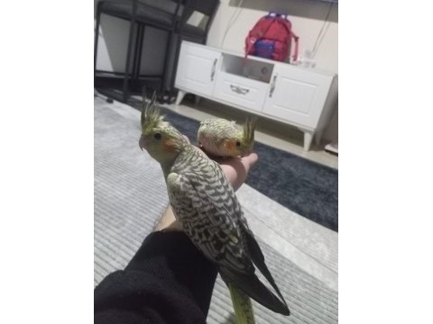 6 aylık dişi sultan papağanı