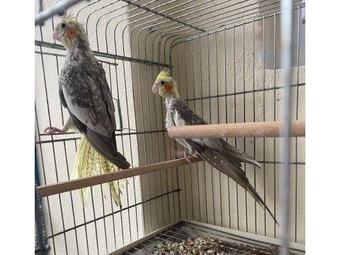 İmalattan sultan papağanı yavru ve damızlıklar