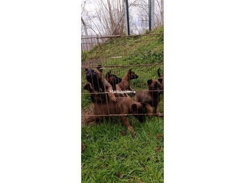 Şecereli malinois köpekler
