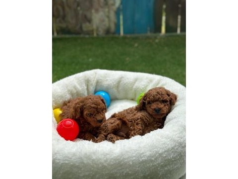 Toy poodle yavrular