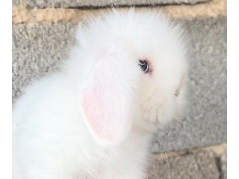 Orijinal ırk hollanda teddy lop tavşanları