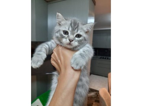 2 aylık tatlı ve oyuncu british shorthair teslime hazır