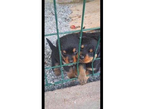 Rottweiler yavrular