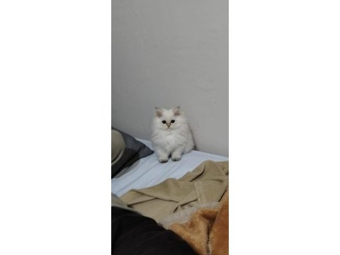 British longhair dişi eve erkek yavrular
