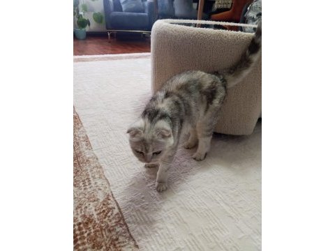Çok uyguna scottish fold ilk gelen alır