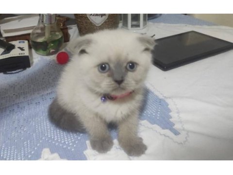 Masmavi gözlü blue point scottish fold dişi yavru