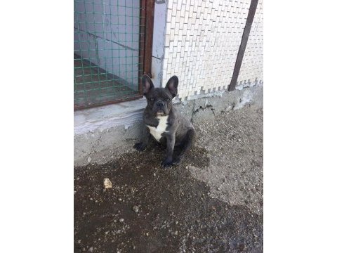 French bulldog fırsatını kaçırma