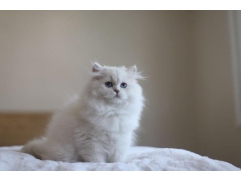 British longhair full şecereli safkan dişi