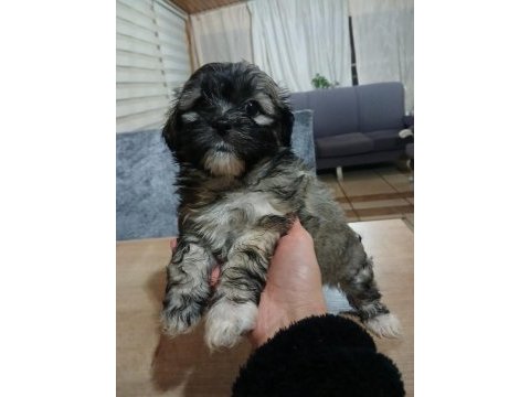 Terrier yavruları 2 erkek ve 1 dişi