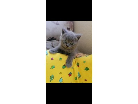 Sahibinden british blue point yavrular