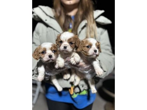 Cavalier king charles yavrularım