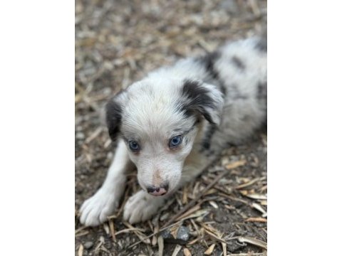 Üreticiden safkan border collie