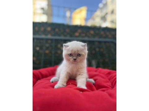 Biblo scottish fold blue point yavrular