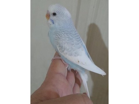 40-45 günlük arası renk güzeli 5 bebek