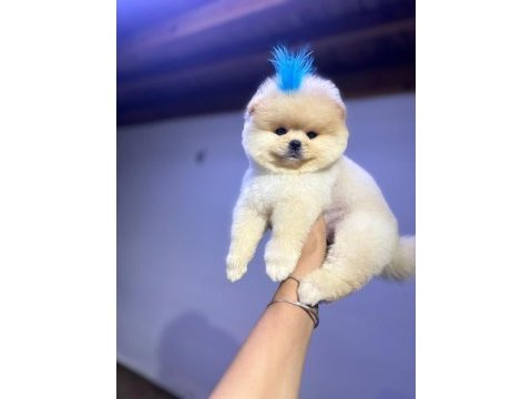 Erkek dişi pomeranian yavrularımız