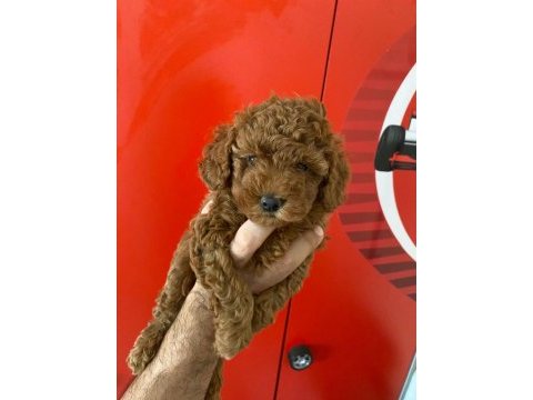 Erkek ve dişi toy poodle yavrular kore kan