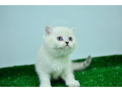 Pamuk gibi silver british shorthair