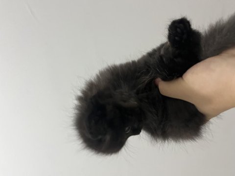2 aylık british longhair erkek